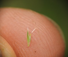 Eleocharis dietrichiana
