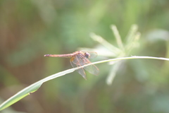 Crocothemis servilia