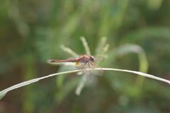 Crocothemis servilia