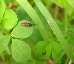 Omalisus fontisbellaquei