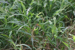 Crocothemis servilia