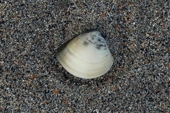 Anomalocardia flexuosa