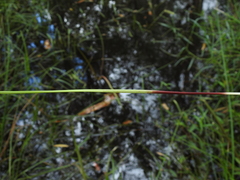 Eleocharis dietrichiana