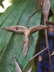 Gongora unicolor