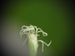 Eleocharis dietrichiana
