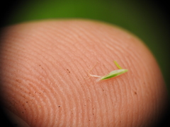 Eleocharis dietrichiana