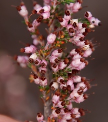 Erica placentiflora