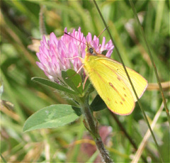 Colias dimera