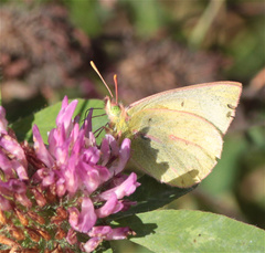Colias dimera