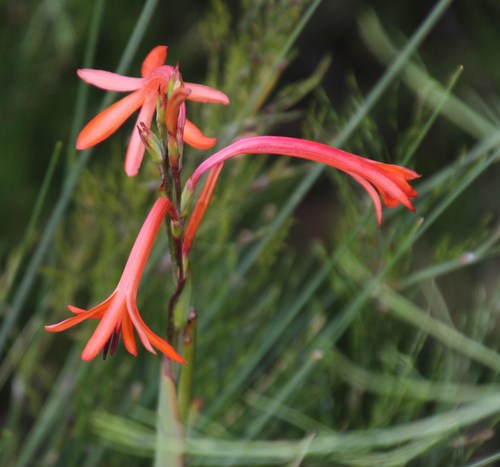 Image of Watsonia angusta by (c) Tony Rebelo, some rights reserved (CC BY-SA)