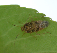 Calocorisca
