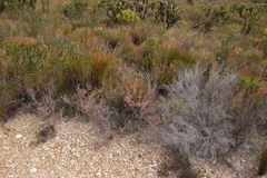 Erica placentiflora