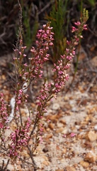 Erica placentiflora