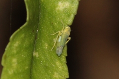 Eupteryx filicum