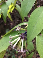 Cestrum guatemalense