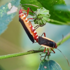 Dysdercus obscuratus