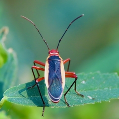 Dysdercus obscuratus