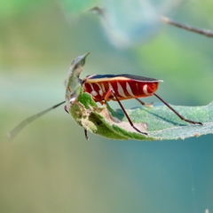 Dysdercus obscuratus