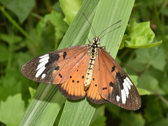 Acraea encedon