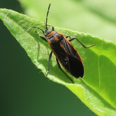 Melacoryphus circumlitus