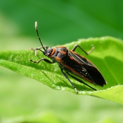 Melacoryphus circumlitus