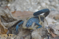 Centruroides fulvipes