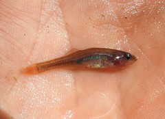 Hypseleotris galii