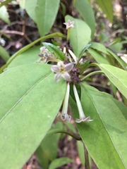 Cestrum guatemalense