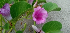 Ipomoea pes-caprae