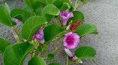 Ipomoea pes-caprae