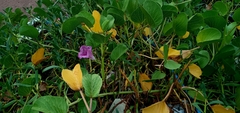 Ipomoea pes-caprae