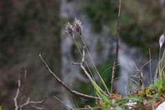 Alopecurus vaginatus