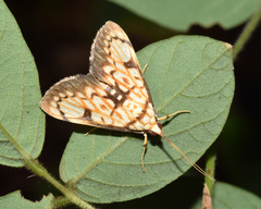 Chalcidoptera thermographa
