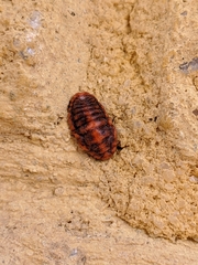 Palaeococcus fuscipennis