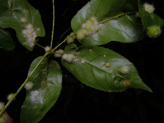 Psephodiplosis rubi