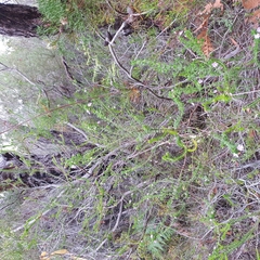 Prostanthera densa