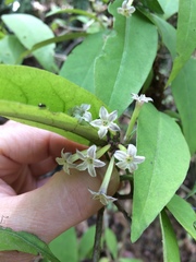 Cestrum guatemalense