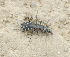 Cicindela carthagena