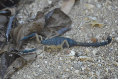 Centruroides fulvipes