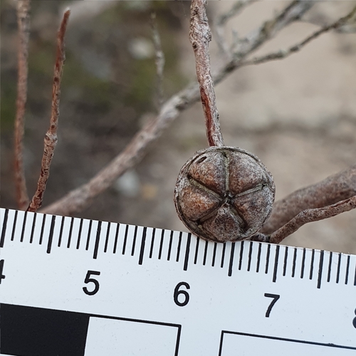 Image of Leptospermum rotundifolium by (c) ronavery, some rights reserved (CC BY)