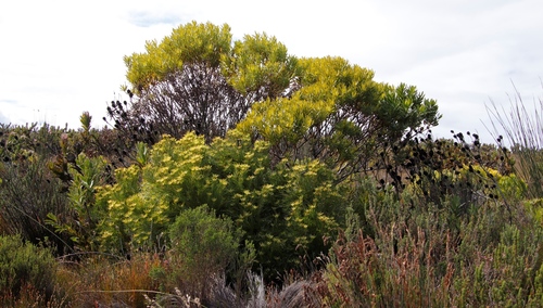 Golden Sunshinebush (Leucadendron laureolum)