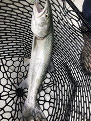 Salvelinus confluentus