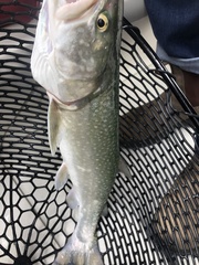 Salvelinus confluentus