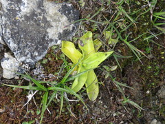 Pinguicula grandiflora