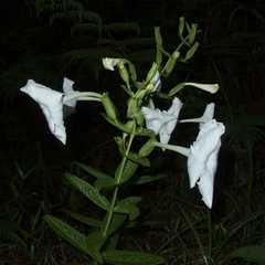 Escobedia grandiflora