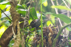 Cantorchilus thoracicus