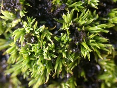 Tortella flavovirens