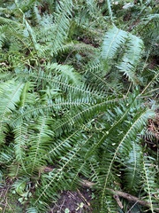 Polystichum munitum