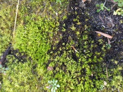 Tortella flavovirens