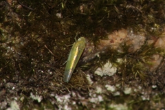 Eupteryx filicum